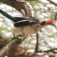 Toko czarnoskrzydły - Tockus deckeni - Von der Decken's Hornbill