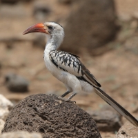 Toko białogrzbiety - Tockus erythrorhynchus - Northern Red-billed Hornbill
