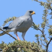 Jastrzębiak popielaty - Melierax poliopterus - Eastern Chanting Goshawk
