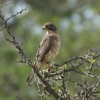 Myszołap rdzawoskrzydły - Butastur rufipennis - Grasshopper Buzzard
