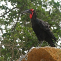 Dzioboróg kafryjski - Bucorvus leadbeateri - Southern Ground Hornbill