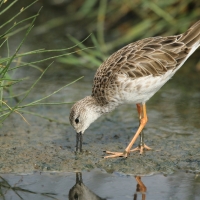 Batalion - Calidris pugnax - Ruff
