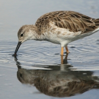 Batalion - Calidris pugnax - Ruff
