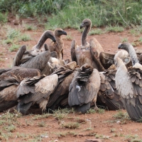 Sęp afrykański - Gyps africanus - White-backed Vulture