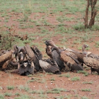 Sęp afrykański - Gyps africanus - White-backed Vulture