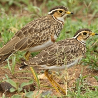 Nocobieg ozdobny - Rhinoptilus cinctus - Three-banded Courser
