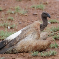 Sęp afrykański - Gyps africanus - White-backed Vulture