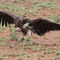 Sęp uszaty - Torgos tracheliotos - Lappet-faced Vulture