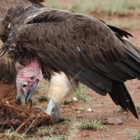 Sęp uszaty - Torgos tracheliotos - Lappet-faced Vulture