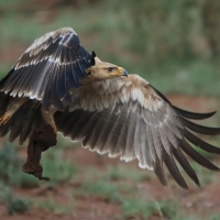 Orzeł sawannowy - Aquila rapax - Tawny Eagle