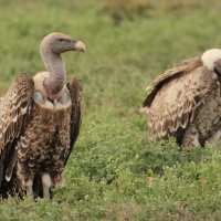 Sęp plamisty - Gyps rueppelli - Rüppell's Vulture