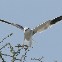 Kaniuk - Elanus caeruleus - Black-winged Kite