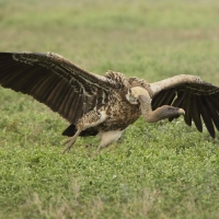 Sęp plamisty - Gyps rueppelli - Rüppell's Vulture