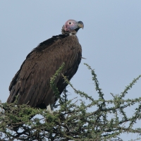 Sęp uszaty - Torgos tracheliotos - Lappet-faced Vulture