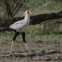 Sekretarz - Sagittarius serpentarius - Secretary-bird