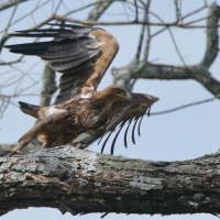 Orzeł sawannowy - Aquila rapax - Tawny Eagle