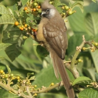 Czepiga rudawa - Colius striatus - Speckled Mousebird