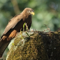 Kania egipska - Milvus migrans aegyptius - Yellow-billed Kite