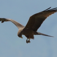 Kania egipska - Milvus migrans aegyptius - Yellow-billed Kite