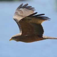 Kania egipska - Milvus migrans aegyptius - Yellow-billed Kite