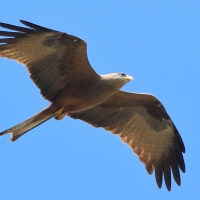 Kania egipska - Milvus migrans aegyptius - Yellow-billed Kite