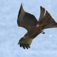 Kania egipska - Milvus migrans aegyptius - Yellow-billed Kite