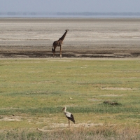 Bocian biały - Ciconia ciconia - White Stork