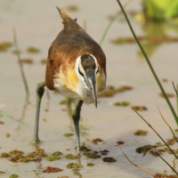 Długoszpon afrykański - Actophilornis africanus - African Jacana