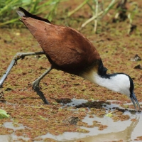 Długoszpon afrykański - Actophilornis africanus - African Jacana
