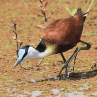 Długoszpon afrykański - Actophilornis africanus - African Jacana