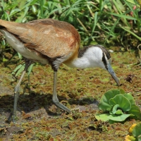 Długoszpon afrykański - Actophilornis africanus - African Jacana