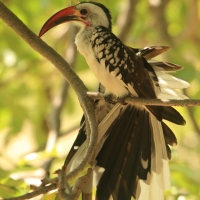 Toko białogrzbiety - Tockus erythrorhynchus - Northern Red-billed Hornbill