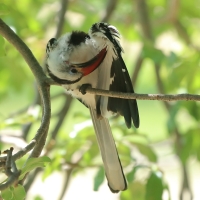 Toko białogrzbiety - Tockus erythrorhynchus - Northern Red-billed Hornbill