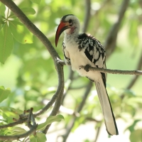 Toko białogrzbiety - Tockus erythrorhynchus - Northern Red-billed Hornbill