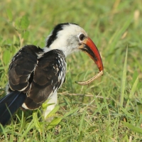Toko białogrzbiety - Tockus erythrorhynchus - Northern Red-billed Hornbill