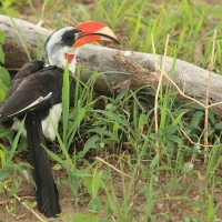 Toko czarnoskrzydły - Tockus deckeni - Von der Decken's Hornbill