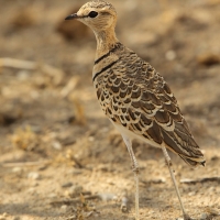 Nocobieg dwuobrożny - Rhinoptilus africanus -  Double-banded Course