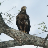 Orzeł stepowy - Aquila nipalensis - Steppe Eagle