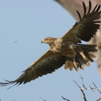 Orzeł sawannowy - Aquila rapax - Tawny Eagle