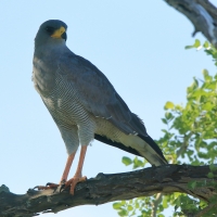 Jastrzębiak popielaty - Melierax poliopterus - Eastern Chanting Goshawk