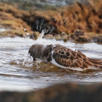 Kamusznik - Arenaria interpres - Ruddy Turnstone