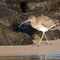Kulik mniejszy - Numenius phaeopus - Whimbrel
