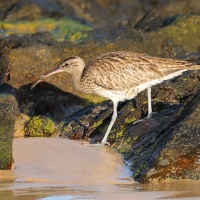 Kulik mniejszy - Numenius phaeopus - Whimbrel