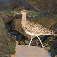 Kulik mniejszy - Numenius phaeopus - Whimbrel