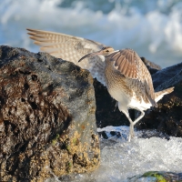Kulik mniejszy - Numenius phaeopus - Whimbrel