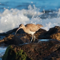 Kulik mniejszy - Numenius phaeopus - Whimbrel