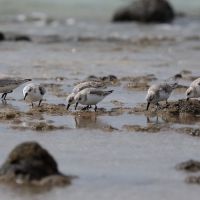 Piaskowiec - Calidris alba - Sanderling
