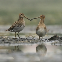 Kszyk - Gallinago gallinago - Common Snipe
