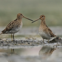 Kszyk - Gallinago gallinago - Common Snipe
