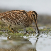 Kszyk - Gallinago gallinago - Common Snipe